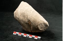 Foto (Seitenansicht) von Credneria denticulata Zenk. (NHMW-GEO-2024-0188-10599)